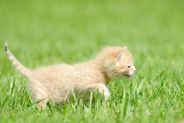 red kitten running on meadow