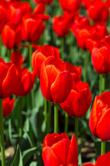 Tulips beautiful red tulips, tulips colorful tulips in the sprin