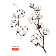 Vector hand drawn stems of cotton plants.