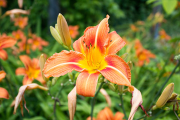 Große orange Taglilie (Hemerocallis fulva) im Frühling in einem Garten