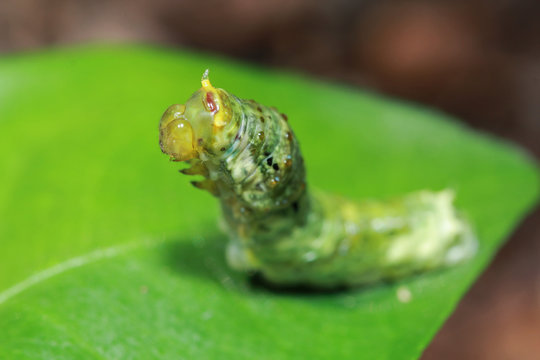 Worm the caterpillars eating leaves and stems of plants