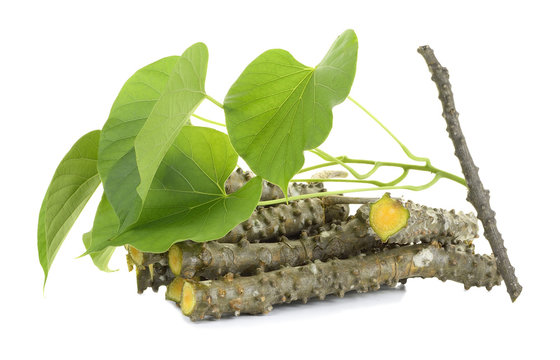 Tinospora Cordifolia with leaf isolated on white background