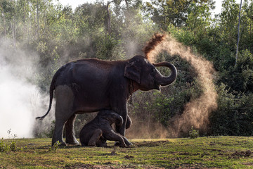 Mère et enfant d& 39 éléphant d& 39 Asie