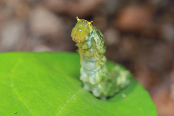 Worm the caterpillars eating leaves and stems of plants
