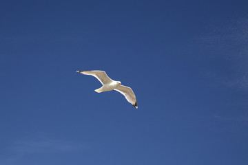 European Herring gull (Larus argentatus) flying in blue sky