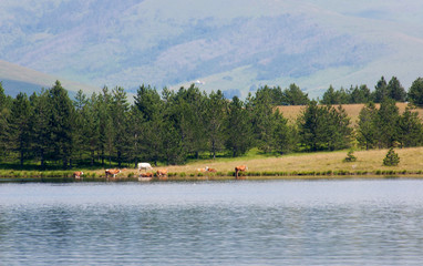 Lake on Mount Zlatibor