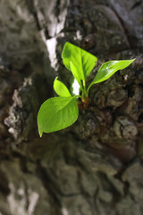 new leaf on tree