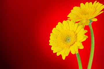 flowers on red background
