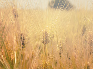 Obraz premium wheat field
