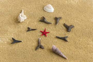 Fototapeta na wymiar in the background are the sand seashells starfish sharks teeth the inhabitants of ocean beach
