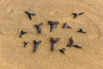 Naklejka premium Seashore on the sand shark teeth clii the sand is white background paleontology excavations Ural