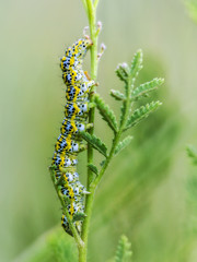 Lovely Caterpillar