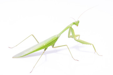 Green mantis isolated on a white background 