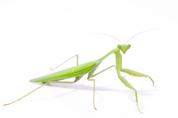 Green mantis isolated on a white background 