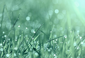 Grass and water drops in spring