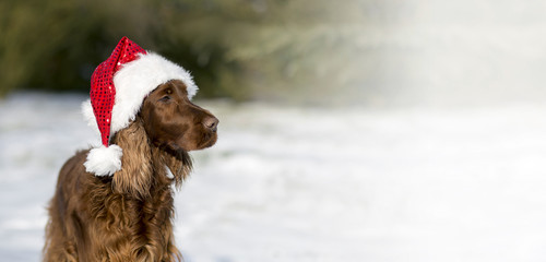 Website banner of a Christmas dog with Santa Claus hat