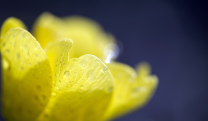 Yellow primrose flower petals with water drops in spring