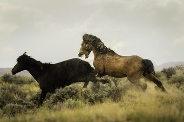 Running Wild Mustangs in Wyoming