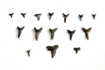 Fototapeta premium shark teeth jaw fossil paleontology excavations isolated on white