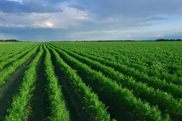 Fototapeta na wymiar Carrot field before rain