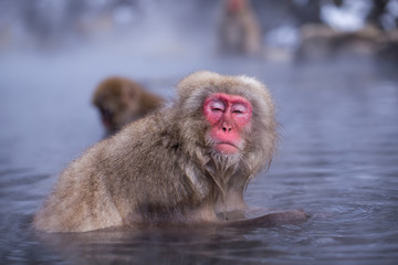 Japanese Snow monkey Macaque in hot spring Onsen Jigokudan Park
