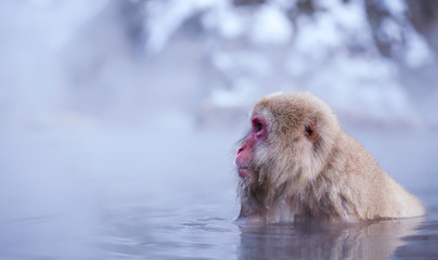 Japanese Snow monkey Macaque in hot spring Onsen Jigokudan Park