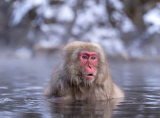 Japanese Snow monkey Macaque in hot spring Onsen Jigokudan Park