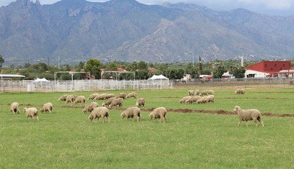 Obraz premium Grazing Lamb in Southwest Arizona