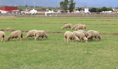Obraz na płótnie Canvas Grazing Lamb in Southwest Arizona