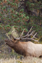 Rutting Bull Elk Bugling