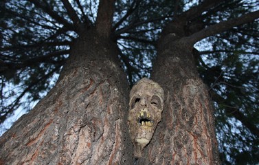 Creepy and Ominous Face Looking Through the Trees