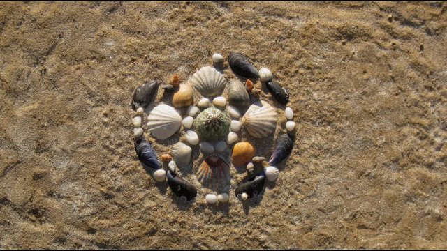 Sea shells pattern mandala appears on a sand. Stop motion animation.