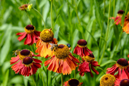 Bees and green bottle fly on helenium flowers