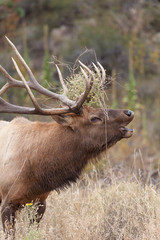 Rutting Bull Elk Bugling