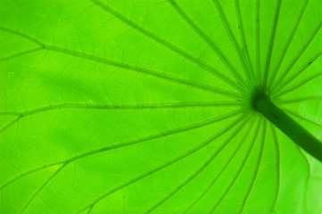  lotus leaf texture