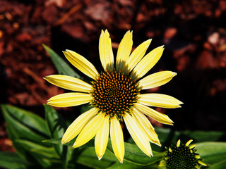 Yellow coneflower - Echinacea 'Clopatra'