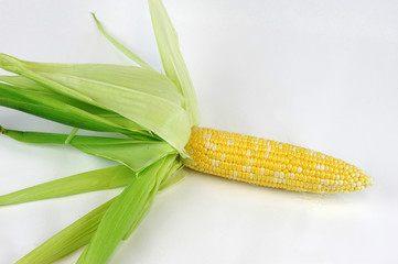 fresh raw corn cob with husk  peel off on white background