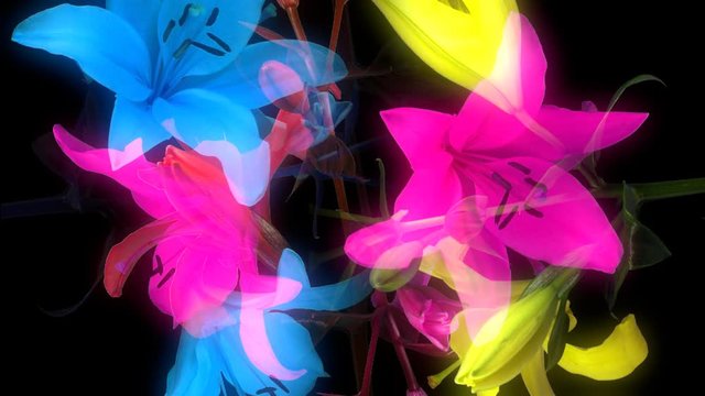 yellow illy filmed over five days