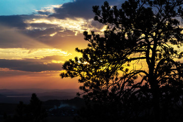 The spruce tree silhouette shadow at sunset in the mountains settlement