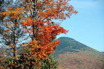 autumn trees and colorful mountain in White Mountain National Forest
