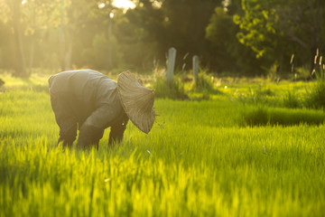 Farmers working the sunset