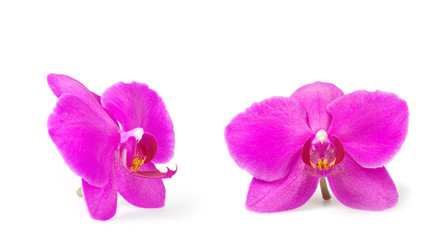  orchid flower, isolated