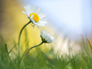 Bellis perennis, Gänseblümchen © joern_gebhardt