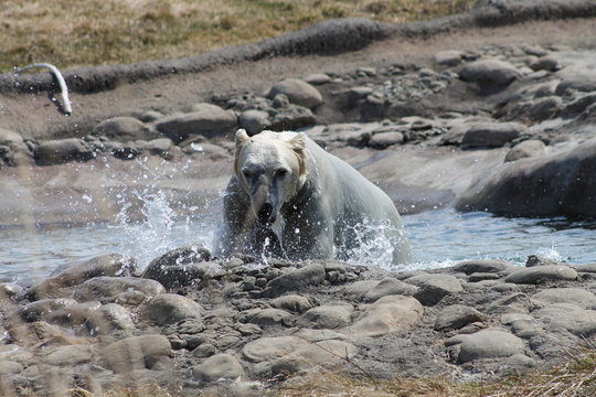 Polar Bear Coming out of the Water