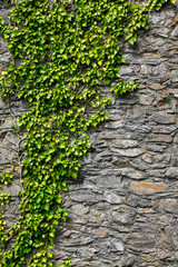 Ivy on a wall