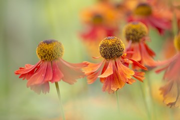 Gartenstaude - Rote Sonnenbraut / Helenium