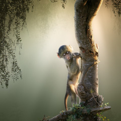 Baby Baboon in tree