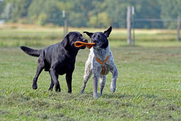 Two dogs fighting around a Frisbee