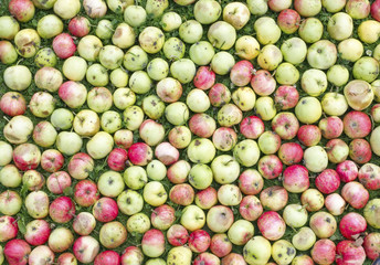  Apples lie on a grass green  lawn
