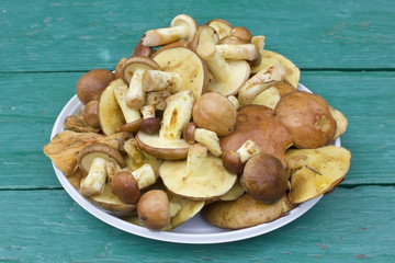Forest wild mushrooms